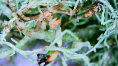 Biatoropsis usnearum