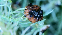 Biatoropsis usnearum