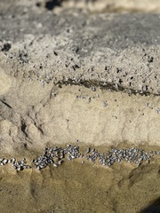 Echinolittorina interrupta