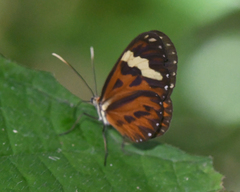 Hypothyris cantobrica