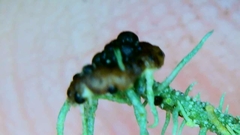Biatoropsis usnearum