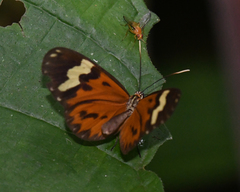Hypothyris cantobrica