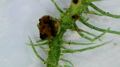 Biatoropsis usnearum