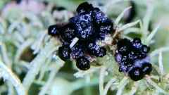 Biatoropsis usnearum