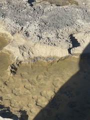 Echinolittorina interrupta