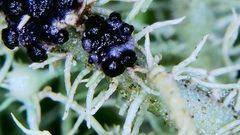 Biatoropsis usnearum