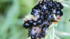 Biatoropsis usnearum