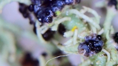 Biatoropsis usnearum