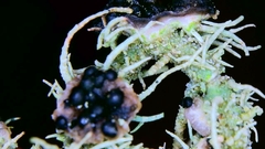 Biatoropsis usnearum