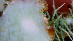 Biatoropsis usnearum