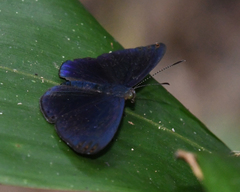 Metacharis regalis
