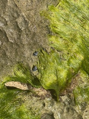 Echinolittorina interrupta