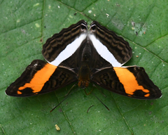 Adelpha cocala cocala