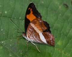 Adelpha cocala cocala
