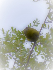 Chlorodrepanis virens wilsoni