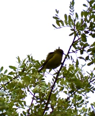 Chlorodrepanis virens wilsoni