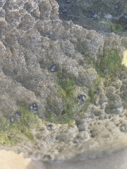 Echinolittorina interrupta