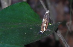 Dismorphia amphione