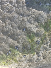 Echinolittorina interrupta