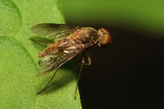 Chrysopilus luteolus