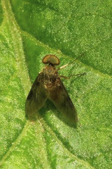 Chrysopilus luteolus