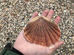 Pecten