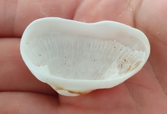 Barbatia novaezealandiae