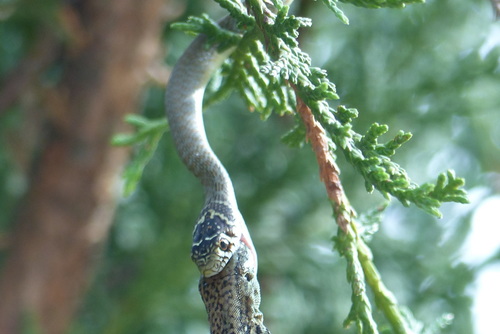 Green Whip Snake, Uncertain location, 26350 Montchenu, France, photo 7 of 10