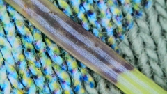 Contarinia pseudotsugae