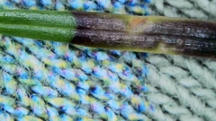 Contarinia pseudotsugae