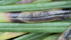 Contarinia pseudotsugae