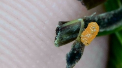 Contarinia pseudotsugae