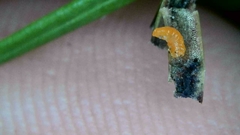 Contarinia pseudotsugae