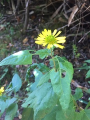 Leptocarpha rivularis