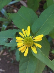 Leptocarpha rivularis