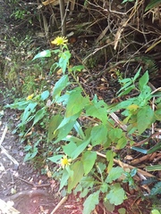 Leptocarpha rivularis