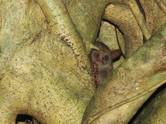 Tarsius spectrumgurskyae
