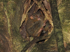 Tarsius spectrumgurskyae