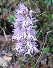 Naked-man Orchid (Orchis italica)  iNaturalist