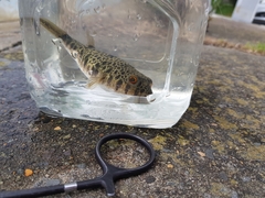 Tetractenos hamiltoni