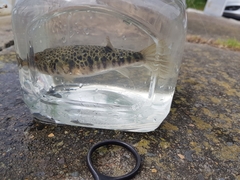 Tetractenos hamiltoni