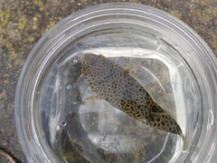 Tetractenos hamiltoni