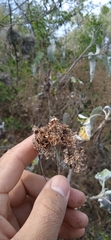 Parthenium tomentosum