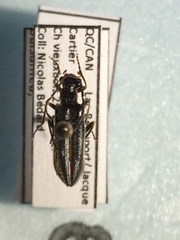 Dichelotarsus extremus