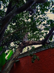 Nyctibius jamaicensis