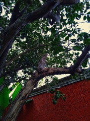 Nyctibius jamaicensis