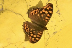 Pararge aegeria