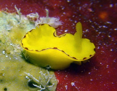 Diversidoris flava