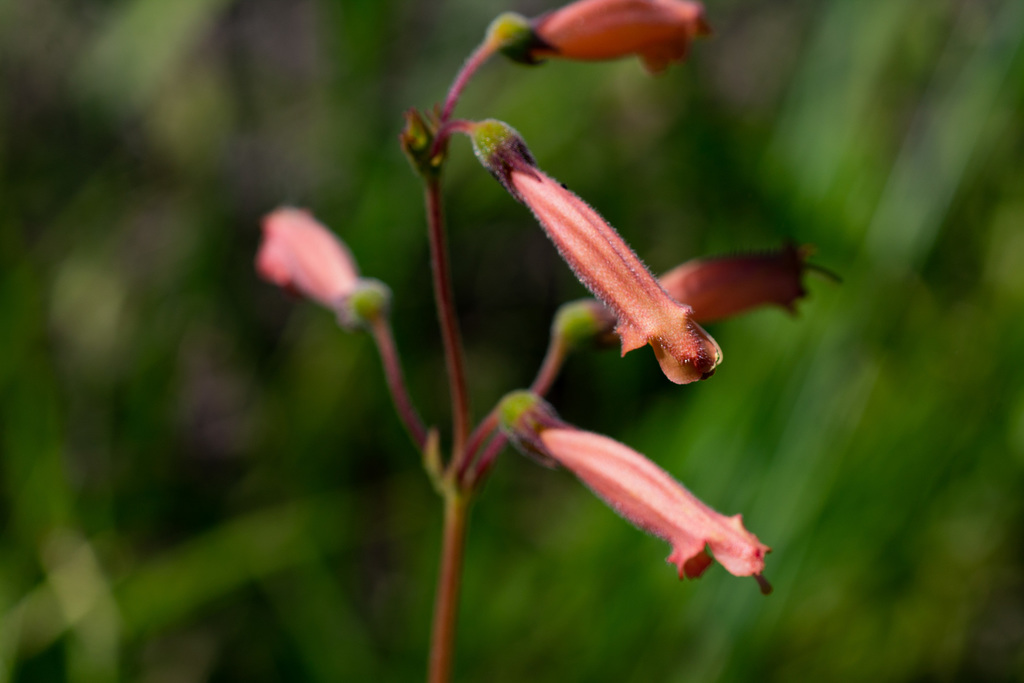 Sinningia sceptrum, Santa Rita do Passa Quatro - SP, 13670-000, Brasil
