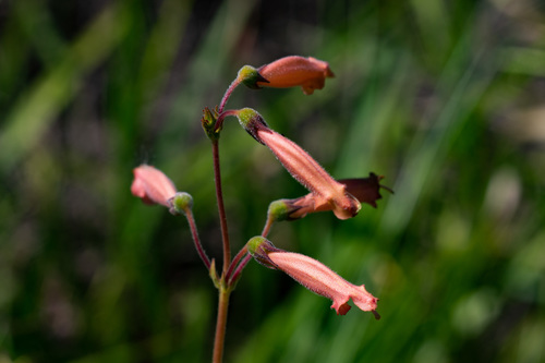 Sinningia sceptrum